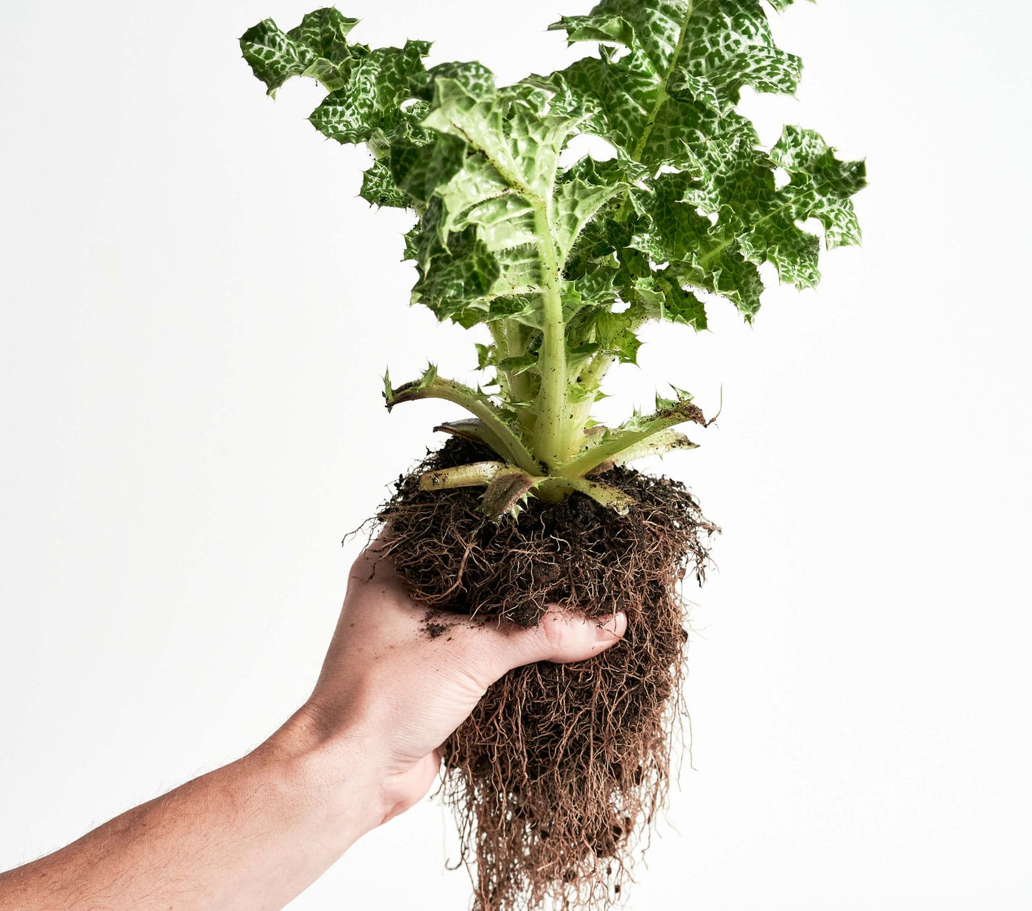 Natroceutics Salvestrol