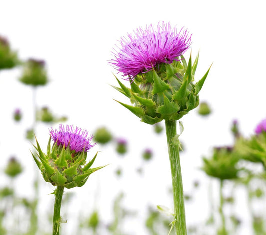 Natroceutics Milk Thistle bioactive